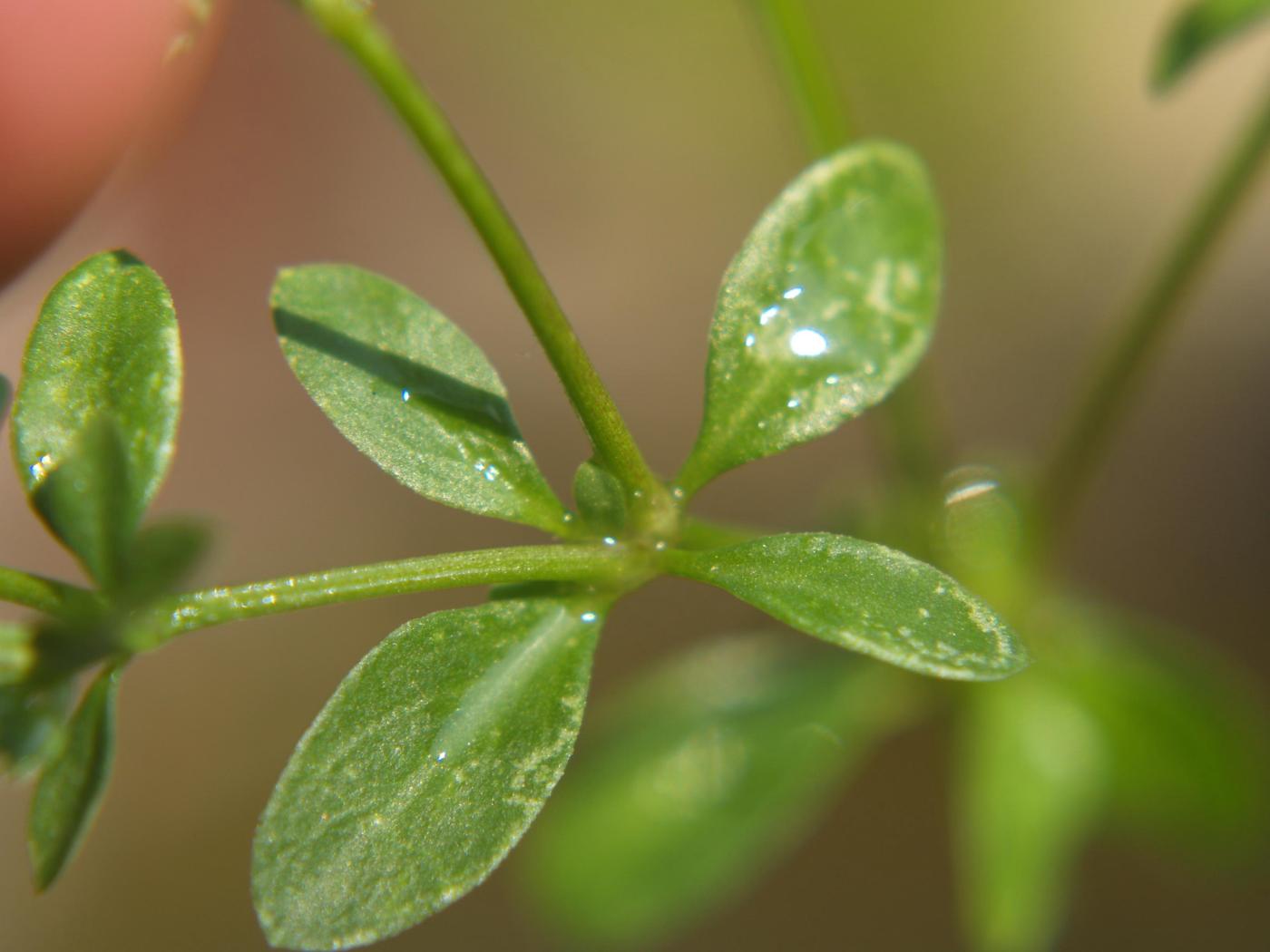 All-seed, Four-leaved leaf